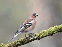 Fringilla coelebs 97, Vink, Saxifaga-Luuk Vermeer