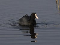 Fulica atra 54, Meerkoet, Saxifraga-Luuk Vermeer