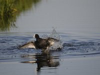 Fulica atra 65, Meerkoet, Saxifraga-Luuk Vermeer