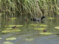 Fulica atra 70, Meerkoet, Saxifraga-Willem van Kruijsbergen