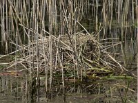 Fulica atra 73, Meerkoet, nest, Saxifraga-Willem van Kruijsbergen