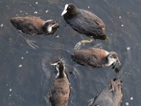 Fulica atra 75, Meerkoet, Saxifraga-Tom Heijnen