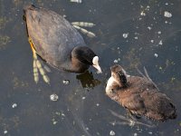 Fulica atra 76, Meerkoet, Saxifraga-Tom Heijnen