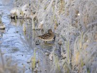 Gallinago gallinago 30, Watersnip, Saxifraga-Luuk Vermeer