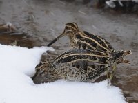 Gallinago gallinago 33, Watersnip, Saxifraga-Luuk Vermeer