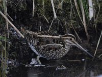 Gallinago gallinago 35, Watersnip, Saxifraga-Luuk Vermeer