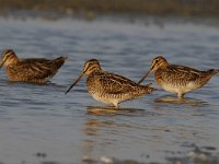 Gallinago gallinago 47, Watersnip, Saxifraga-Luuk Vermeer