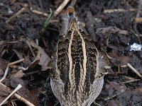 Gallinago gallinago 63, Watersnip, Saxifraga-Luuk Vermeer