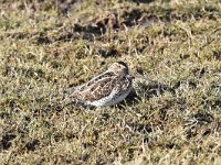 Gallinago gallinago 71, Watersnip, Saxifraga-Luuk Vermeer