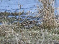 Gallinago gallinago 72, Watersnip, Saxifraga-Luuk Vermeer