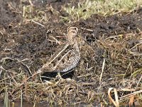 Gallinago gallinago 76, Watersnip, Saxifraga-Luuk Vermeer