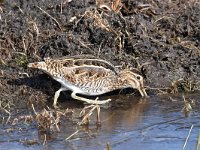 Gallinago gallinago 82, Watersnip, Saxifraga-Luuk Vermeer