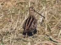 Gallinago gallinago 93, Watersnip, Saxifraga-Luuk Vermeer