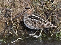 Gallinago gallinago 95, Watersnip, Saxifraga-Luuk Vermeer