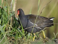 Gallinula chloropus 39, Waterhoen, Saxifraga-Luuk Vermeer