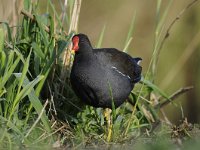 Gallinula chloropus 40, Waterhoen, Saxifraga-Luuk Vermeer