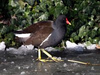 Gallinula chloropus 45, Waterhoen, Saxifraga-Bart Vastenhouw