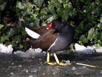 Gallinula chloropus 46, Waterhoen, Saxifraga-Bart Vastenhouw