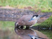 Garrulus glandarius 100, Gaai, Saxifraga-Luuk Vermeer