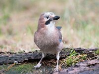 Garrulus glandarius 102, Gaai, Saxifraga-Luuk Vermeer