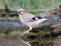 Garrulus glandarius 108, Gaai, Saxifraga-Luuk Vermeer