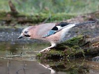 Garrulus glandarius 116, Gaai, Saxifraga-Luuk Vermeer