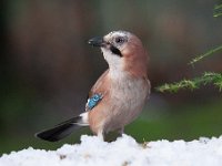 Garrulus glandarius 32, Gaai, Saxifraga-Luuk Vermeer