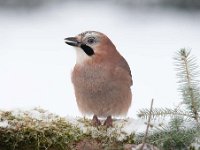 Garrulus glandarius 41, Gaai, Saxifraga-Luuk Vermeer