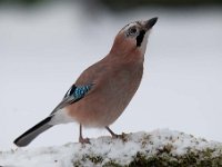 Garrulus glandarius 43, Gaai, Saxifraga-Luuk Vermeer