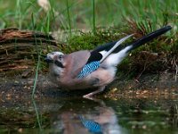 Garrulus glandarius 48, Gaai, Saxifraga-Luuk Vermeer