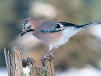 Garrulus glandarius 49, Gaai, Saxifraga-Luuk Vermeer