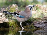 Garrulus glandarius 51, Gaai, Saxifraga-Luuk Vermeer