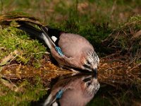 Garrulus glandarius 52, Gaai, Saxifraga-Luuk Vermeer