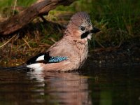 Garrulus glandarius 54, Gaai, Saxifraga-Luuk Vermeer