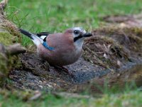 Garrulus glandarius 56, Gaai, Saxifraga-Luuk Vermeer