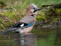 Garrulus glandarius 57, Gaai, Saxifraga-Luuk Vermeer