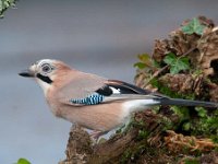 Garrulus glandarius 72, Gaai, Saxifraga-Luuk Vermeer