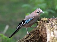 Garrulus glandarius 76, Gaai, Saxifraga-Luuk Vermeer