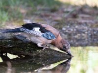 Garrulus glandarius 77, Gaai, Saxifraga-Luuk Vermeer