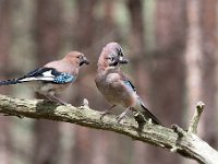 Garrulus glandarius 80, Gaai, Saxifraga-Luuk Vermeer