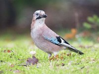 Garrulus glandarius 83, Gaai, Saxifraga-Luuk Vermeer