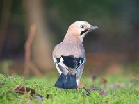 Garrulus glandarius 86, Gaai, Saxifraga-Luuk Vermeer