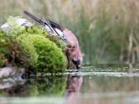 Garrulus glandarius 87, Gaai, Saxifraga-Luuk Vermeer