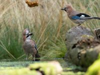 Garrulus glandarius 88, Gaai, Saxifraga-Luuk Vermeer