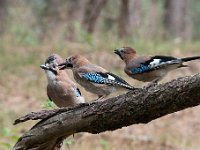 Garrulus glandarius 91, Gaai, Saxifraga-Luuk Vermeer