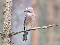 Garrulus glandarius 93, Gaai, Saxifraga-Luuk Vermeer