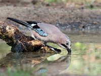 Garrulus glandarius 98, Gaai, Saxifraga-Luuk Vermeer