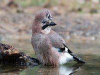 Garrulus glandarius 99, Gaai, Saxifraga-Luuk Vermeer