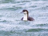 Gavia arctica, Black-throated Diver