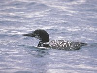 Gavia immer 2, IJsduiker, summer plumage, Saxifraga-Piet Munsterman